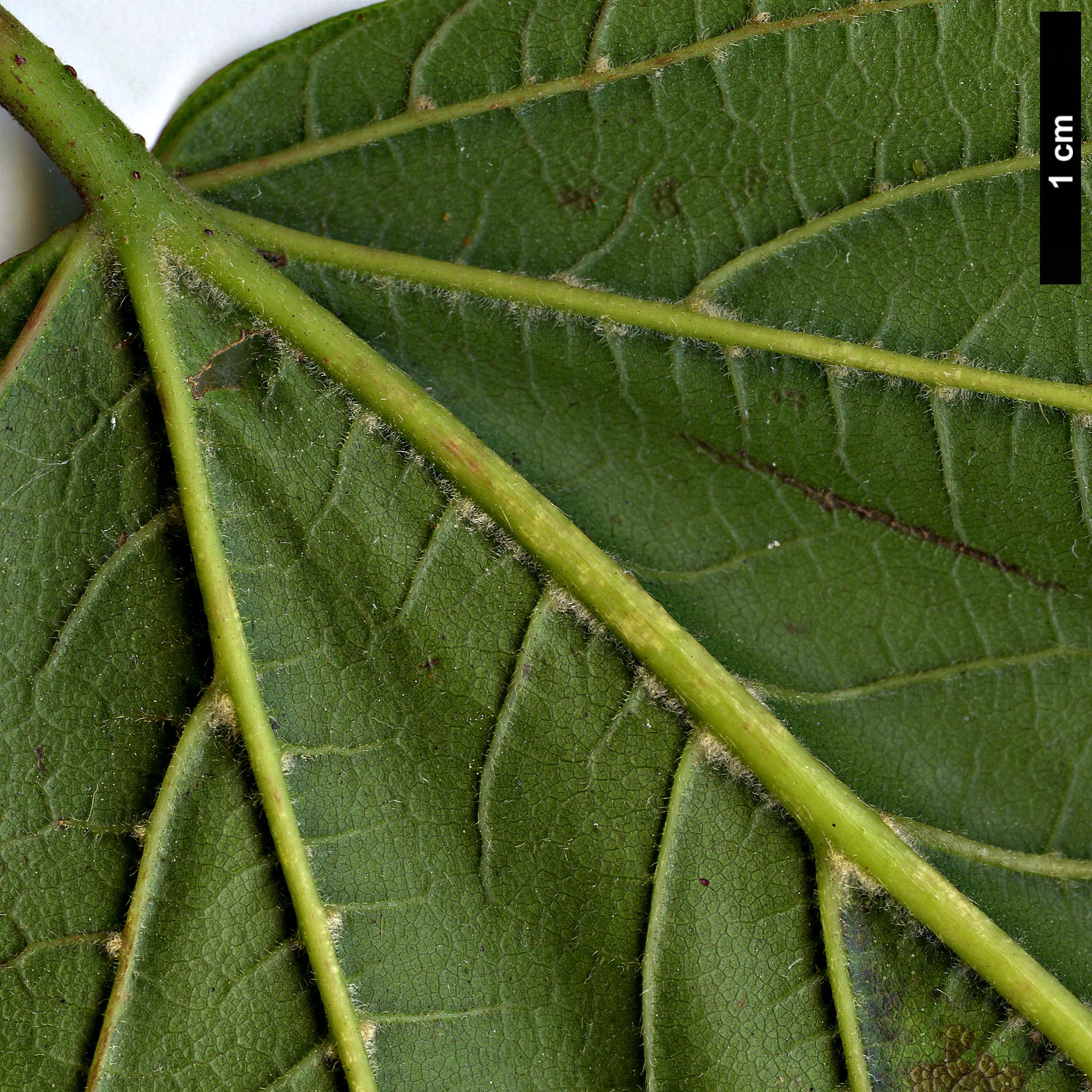 High resolution image: Family: Sapindaceae - Genus: Acer - Taxon: sterculiaceum - SpeciesSub: subsp. sterculiaceum